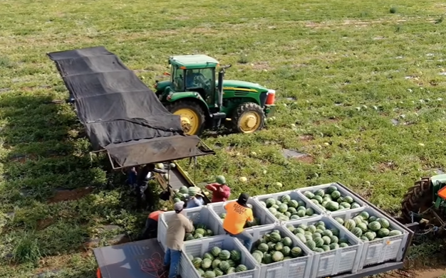 АРБУЗЫ в грунте и теплице. смотреть онлайн