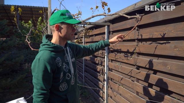 Обрезка и укрытие винограда на зиму. Как подготовить виноград к зиме? смотреть онлайн