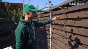 Обрезка и укрытие винограда на зиму. Как подготовить виноград к зиме?