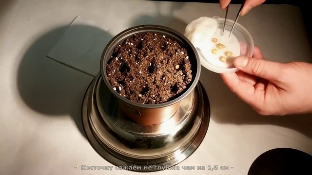 Как вырастить Мандарин из косточки дома (часть 1) смотреть онлайн