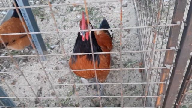 ?КУРЫ  ПОРОДЫ ФОРВЕРК?#Куры#красавицымои