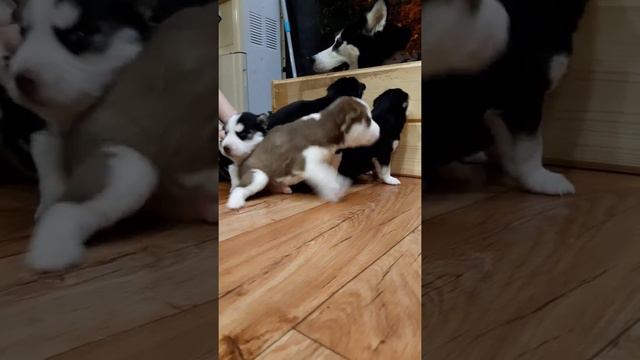 Райлли хаски. Щенята смотреть онлайн