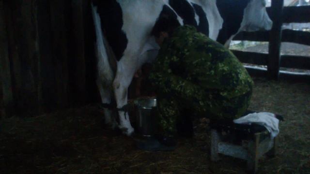 Как мужики в деревне доят коров когда жена в от езде .с Шебалино р Алтай. смотреть онлайн