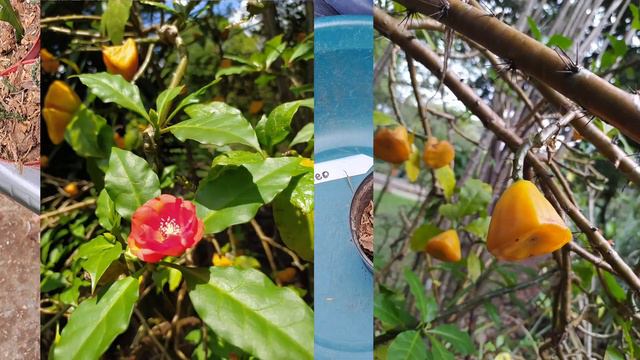 trasplantado los bellos cactus del intercambio. смотреть онлайн