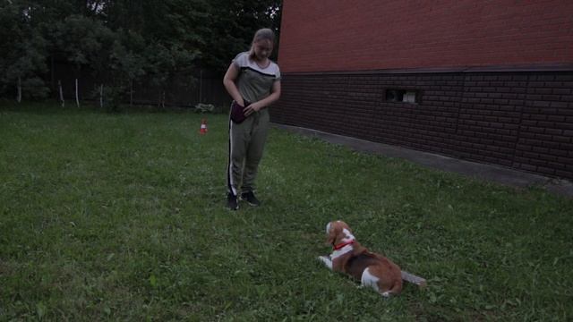 Beagle Obedience Training / треним с Джинкой обидиенс.