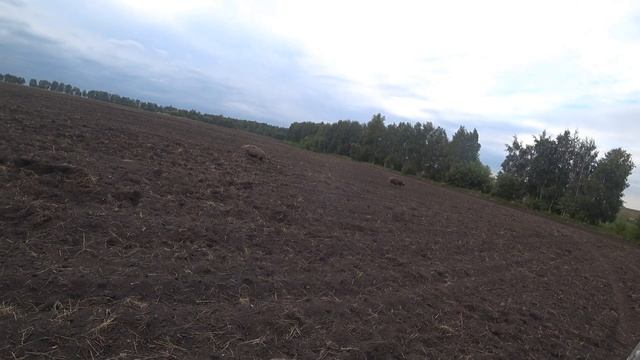 ОХОТНИКИ ОБХОДЯТ ЭТО МЕСТО СТОРОНОЙ! ПОЙМАЛ ДВУХ СВИНЕЙ НА УЧАСТКЕ! ПРОТИВОВЕС ТРАКТОРА! Коп металл смотреть онлайн