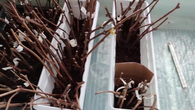 Проращивание черенков винограда в домашних условиях. Кильчеватор своими руками. смотреть онлайн