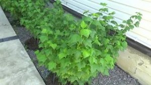 8. Секреты выращивания черной смородины. Подкормка по листу! - крупные плоды, обильный урожай.