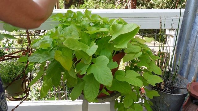 Propagate Sweet Potato Vine - Ipomoea Batatas (to overwinter) смотреть онлайн