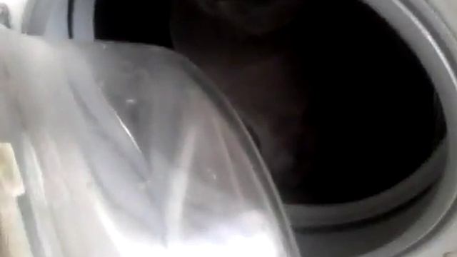 Кот "водолаз" в засаде (cat diver) смотреть онлайн