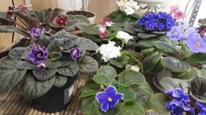 Как заставить цвести Фиалку?