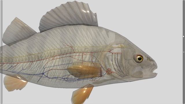 3D Fish Anatomy for Desktop смотреть онлайн