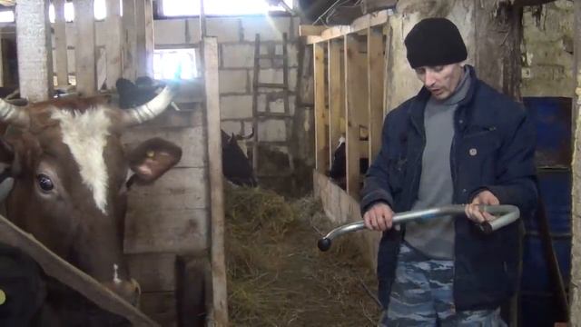антибрык для коров, как доим первотелку и зачем нам антибрык смотреть онлайн