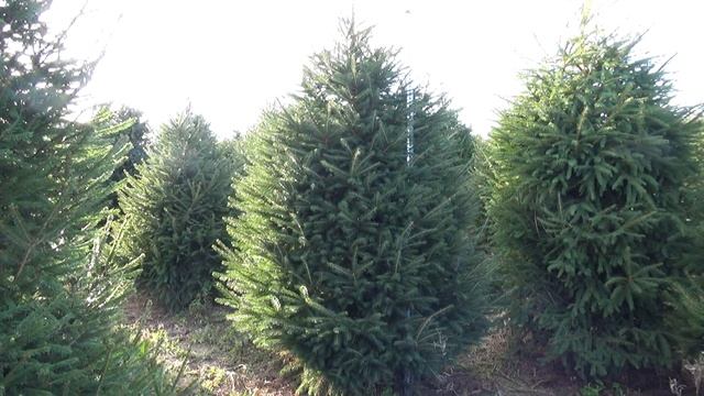 Новогодняя елка стриженая (срезанная) 11396 смотреть онлайн