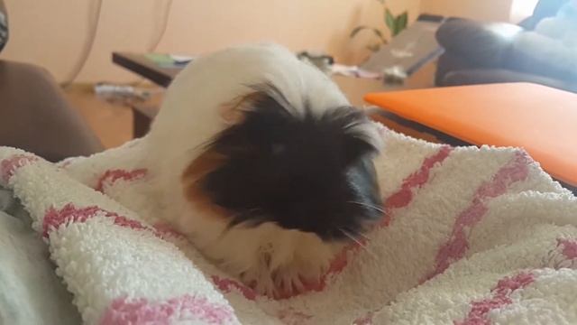Морская свинка коронет (1,5 месяца) / Guinea pig смотреть онлайн