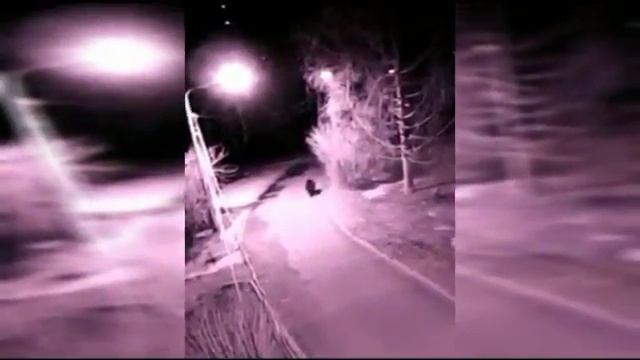 В Медногорске в городском парке ночью гулял медведь смотреть онлайн