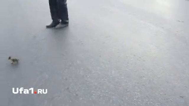 Утята через дорогу... смотреть онлайн