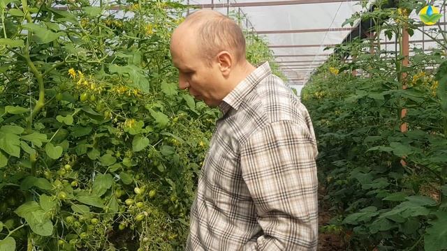 Обзор черри Кэндис F1. Черри для экспорта. смотреть онлайн