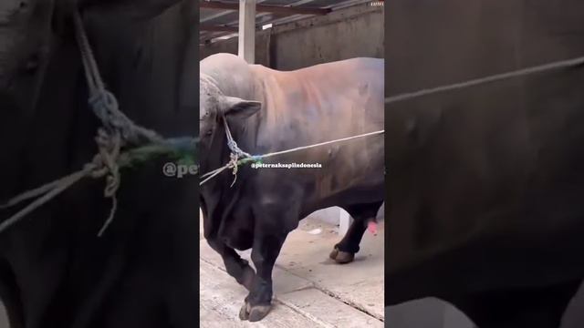 Ма шаа Аллаh бычок , сколько будет примерно весить ? смотреть онлайн