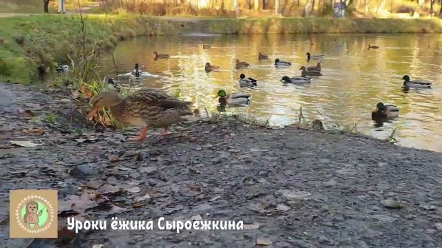 Почему утка не тонет смотреть онлайн