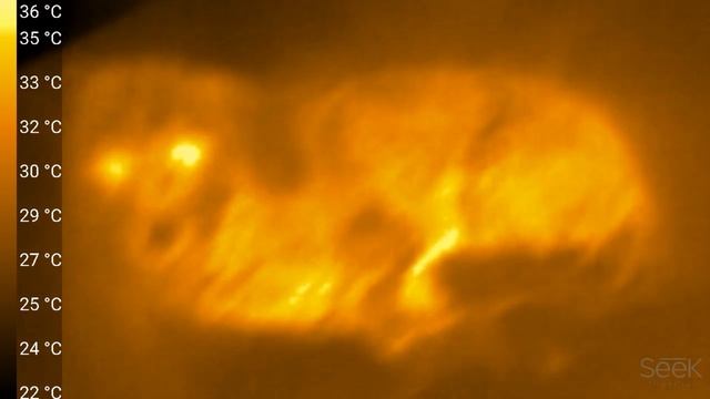 Seek thermal compact XR - Dogs - Hunde смотреть онлайн