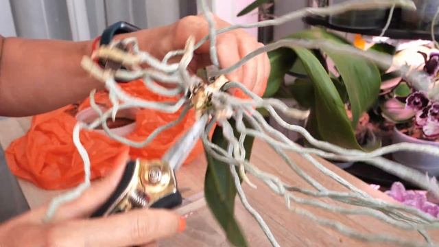 В грунте СГНИЛО ВСЁ. Спасение в ВЕРХНИХ КОРНЯХ орхидей. Применю Экстренный способ восстановления. смотреть онлайн