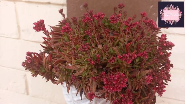 🌺🥰LAS FLORES MAS BELLAS DE MIS SUCULENTAS||#mitopflor #suculentas #anjhobe смотреть онлайн