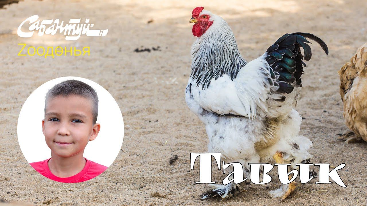 ЗООДӨНЬЯ: тавык / курица смотреть онлайн