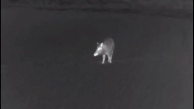 Wärmebildkamera Pulsar Helion XQ50F Keiler 80m Sauenjagd Nachtjagd Schwarzwild смотреть онлайн