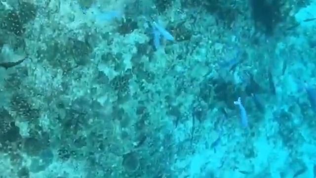 TRAVEL | Love Andaman islands 2017 смотреть онлайн