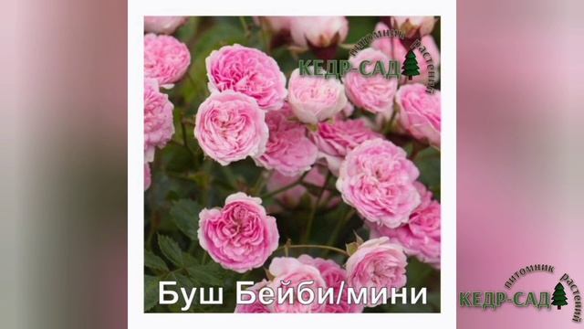 Миниатюрные розы, НОВИНКИ! Кедр-Сад смотреть онлайн