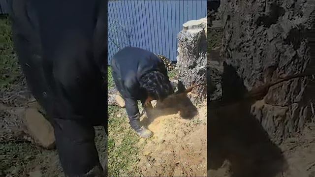 Каксделать шаровидную иву? #творческийпроцесс #ландшафтныйдизайн #работывсаду смотреть онлайн