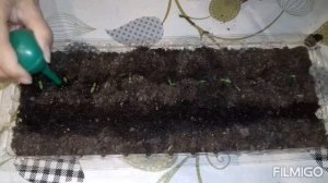 целлозия от А до Я / от посева до цветения / мой опыт выращивания / целлозия перистая и гребенчатая