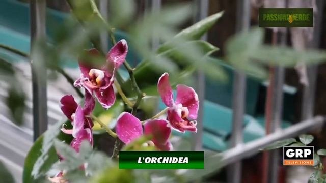 Passione Verde - Orchidea - GRP TELEVISIONE смотреть онлайн