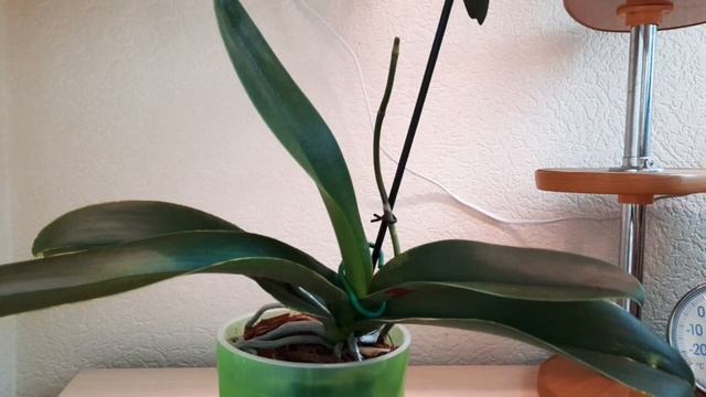 100% результат! Реанимация орхидеи с гнилыми корнями, омоложение. Воздушные корни в субстрате. смотреть онлайн