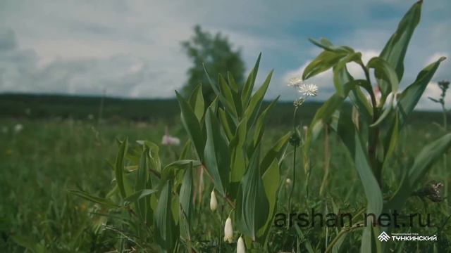Тунка. Бурятия. Отдых в Аршане arshan.net.ru смотреть онлайн