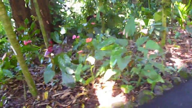 Hawaii Tropical Botanical Garden 2015 - 3 - Anthuriums смотреть онлайн