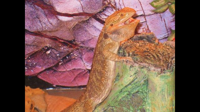 Bearded dragon mania смотреть онлайн