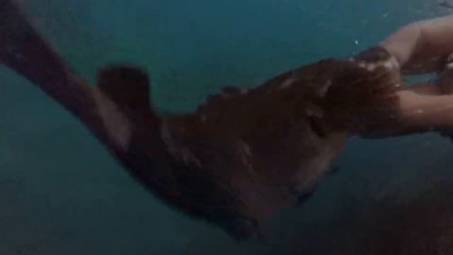 Rilascio cernia a spinning a Capri смотреть онлайн