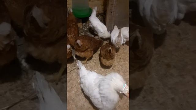 куры несушки Ломан Браун ЛСЛ. смотреть онлайн