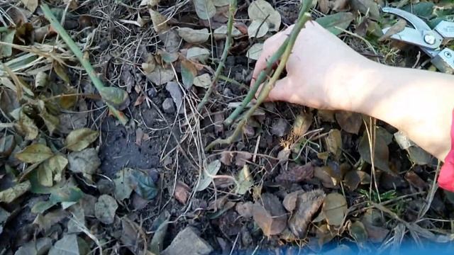 Весенняя обрезка первогодок плетистых, ч/г Анжелика, флорибунда Али Дорате. смотреть онлайн