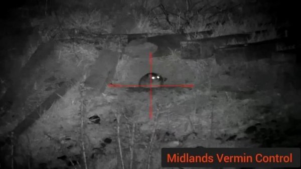 75+ rats - Week 6 ratting action - pard nv008 lrf - night vision rat hunting