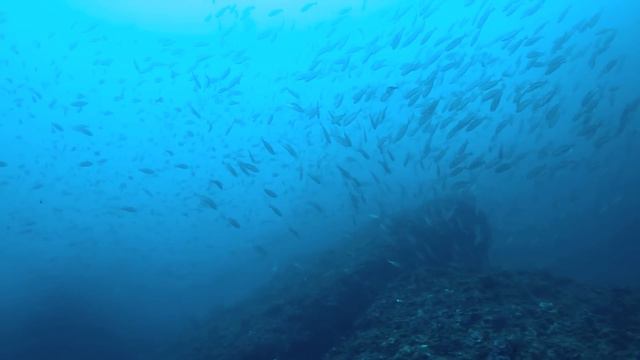 SCUBA Diving- Boat Dive off Tanabe, Japan смотреть онлайн