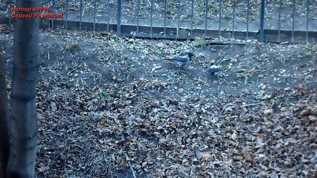 Серые вороны готовятся к зиме смотреть онлайн