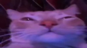 Кот флексит под эмалированное судно 1 час