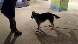 Дрессировка собак.  Команда Апорт.  Как научить.