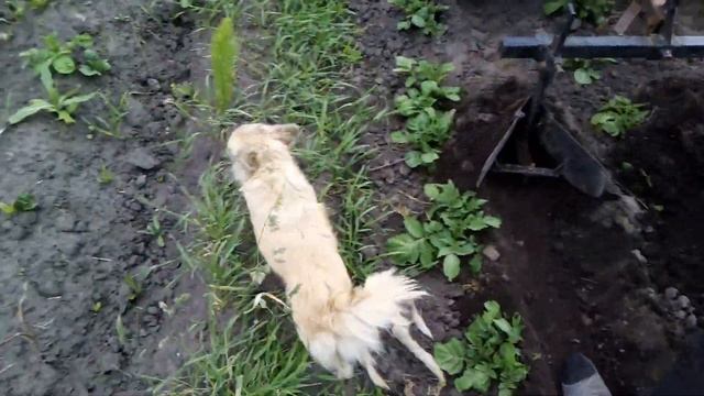 ОКУЧУВАННЯ КАРТОПЛІ МОТОБЛОКОМ ЗУБР смотреть онлайн