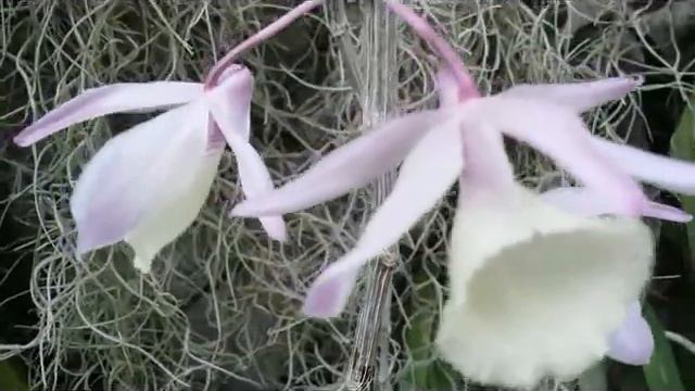 Full Mekar Anggrek Indonesia - Vanda tricolor & Dendrobium aphyllum (Dendrobium pierardii) смотреть онлайн