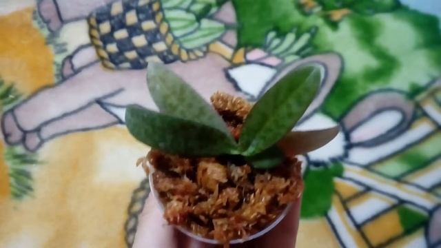 phalenopsis lindenii орхидея фаленопсис линдении листики пятнистые смотреть онлайн