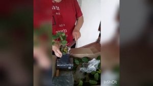 ЕЖЕМАРИНА - БЛЕК ДЖЕМ- распаковка посылки с саженцами из Ростова.